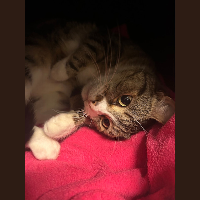 Photo of Bella