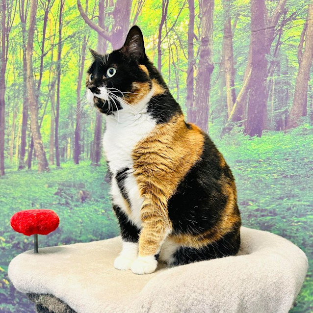 Photo of Waffles   Located In Richmond