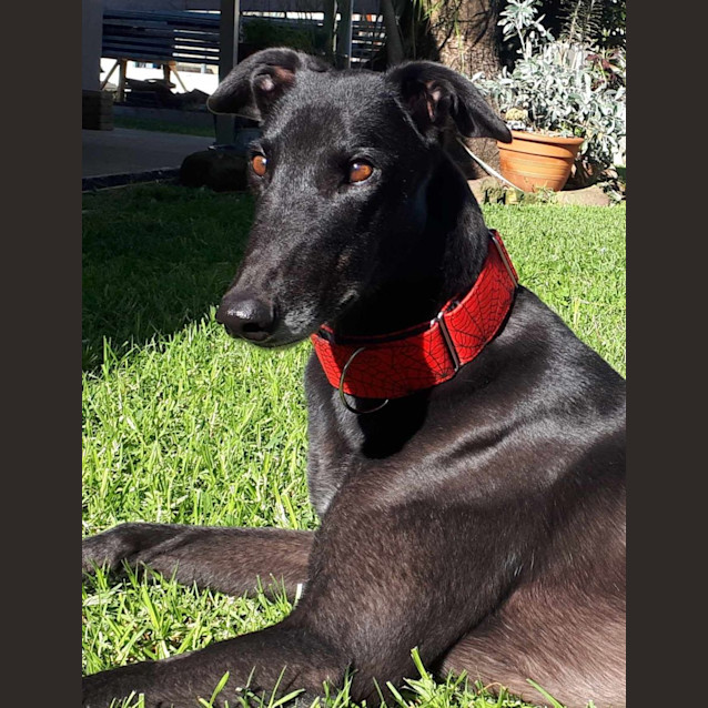 Photo of Ace, The Greyhound