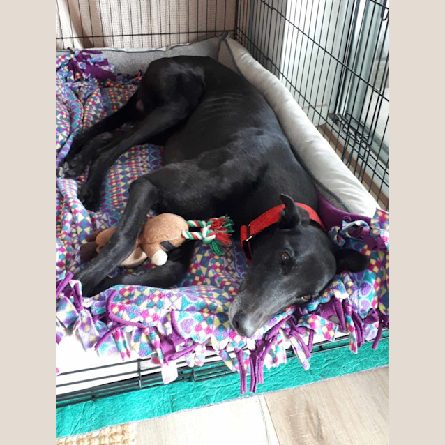 Photo of Ace, The Greyhound