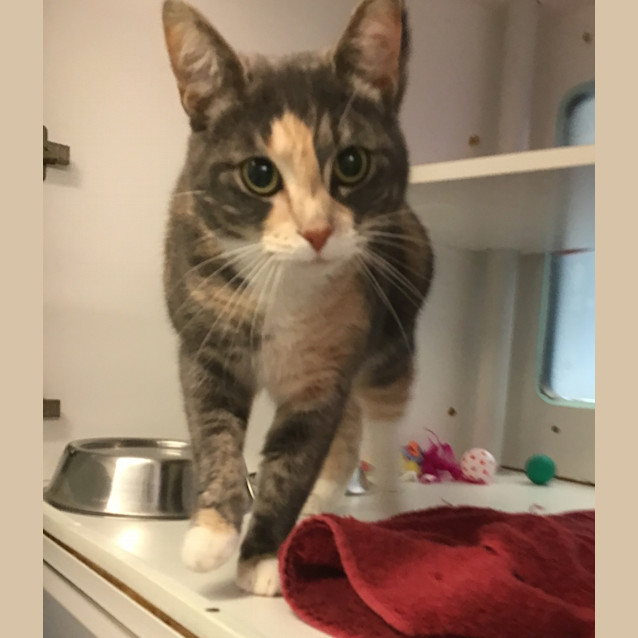 Photo of Patty Pancakes