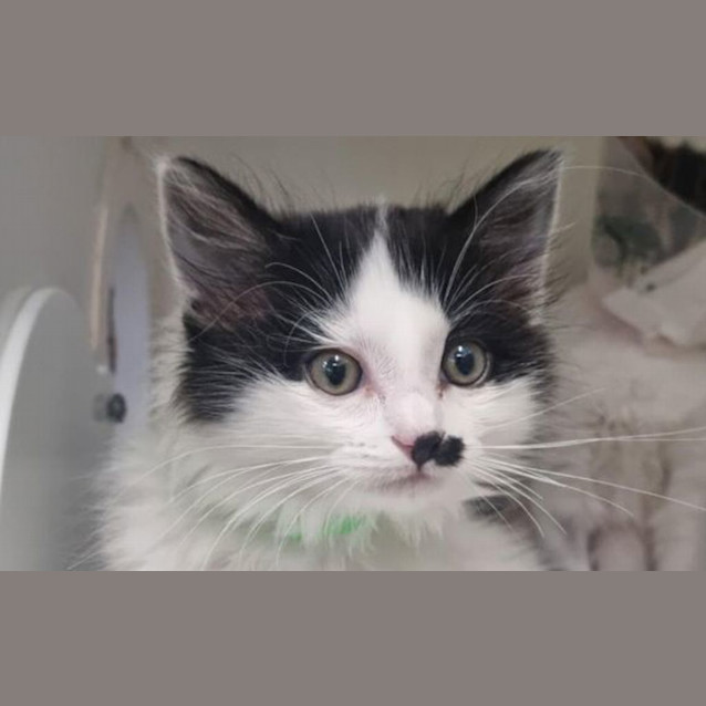 Photo of Bongo