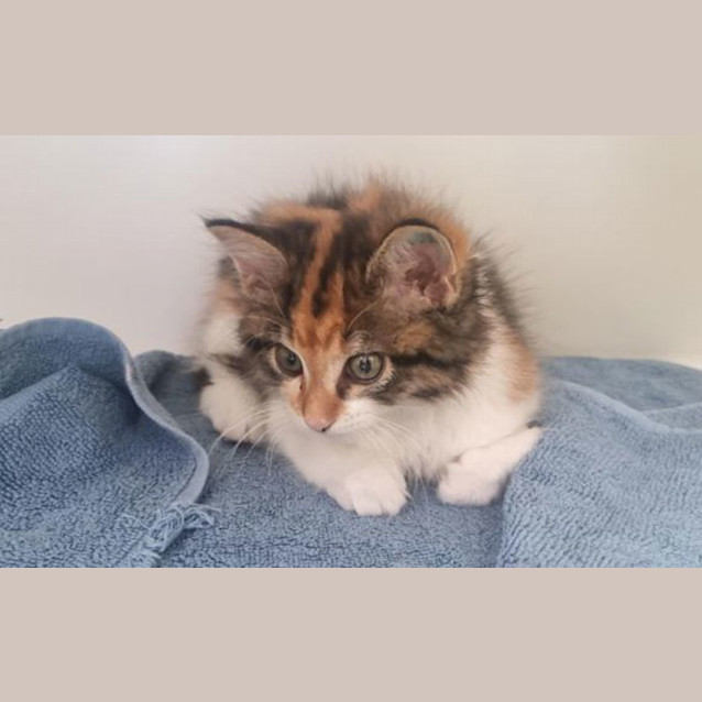 Photo of Bluey