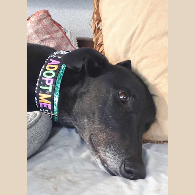 Photo of Ace, The Greyhound