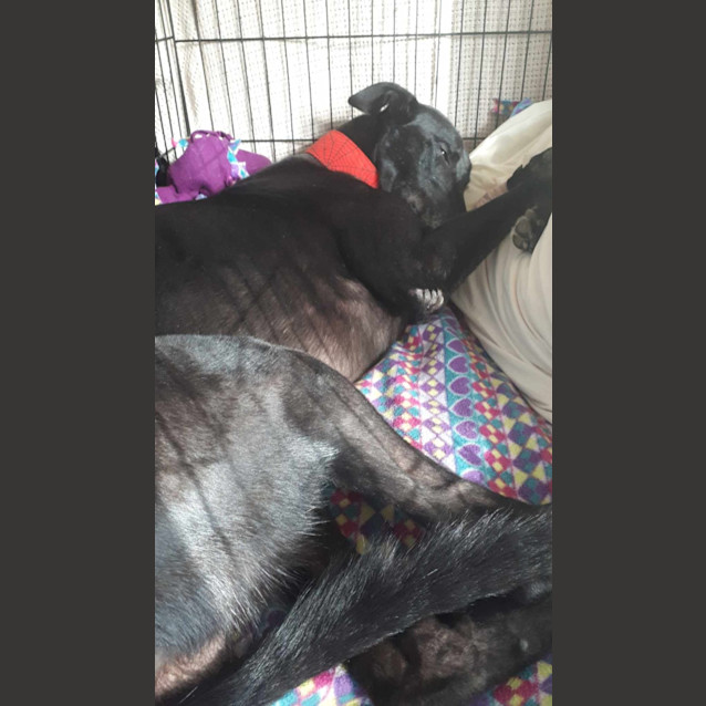 Photo of Ace, The Greyhound