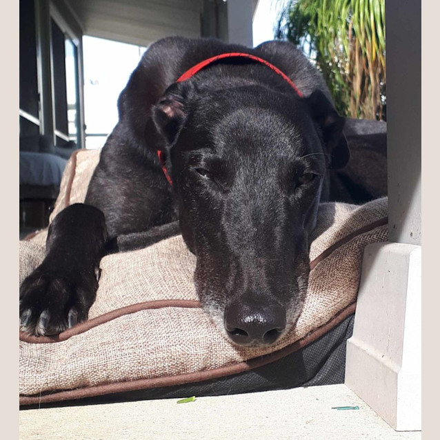 Photo of Ace, The Greyhound