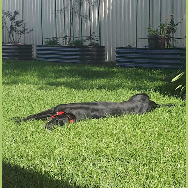 Photo of Ace, The Greyhound