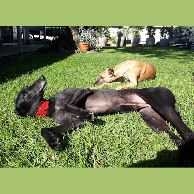 Photo of Ace, The Greyhound