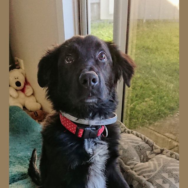 Photo of Buddy