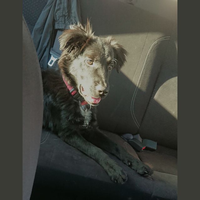 Photo of Buddy