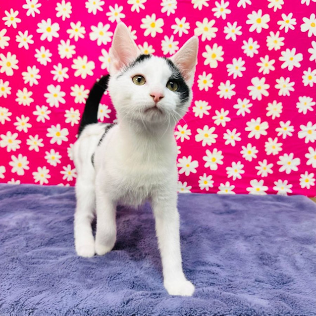 Photo of Patsy   Located In Mac Leod