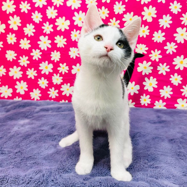 Photo of Patsy   Located In Mac Leod