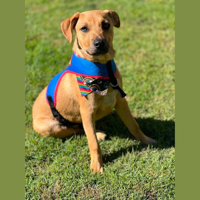 Photo of Angus