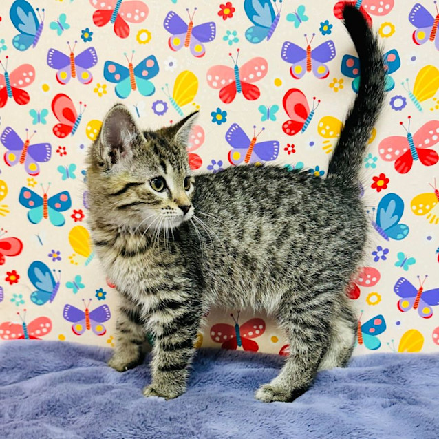 Photo of Calipso   Located In Melbourne (Cbd)