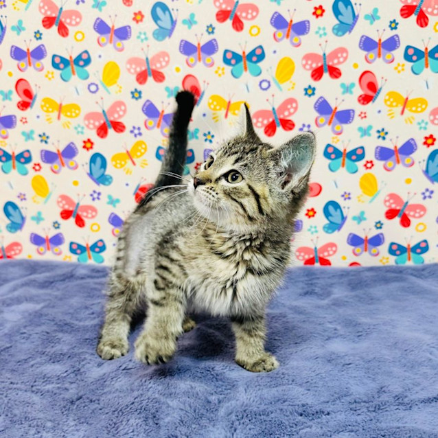 Photo of Calipso   Located In Melbourne (Cbd)