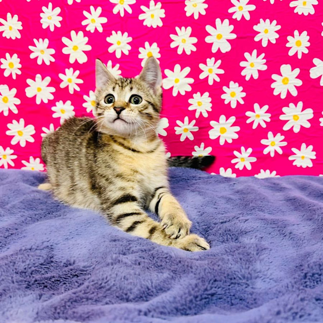 Photo of Dragonfly   Located In Preston