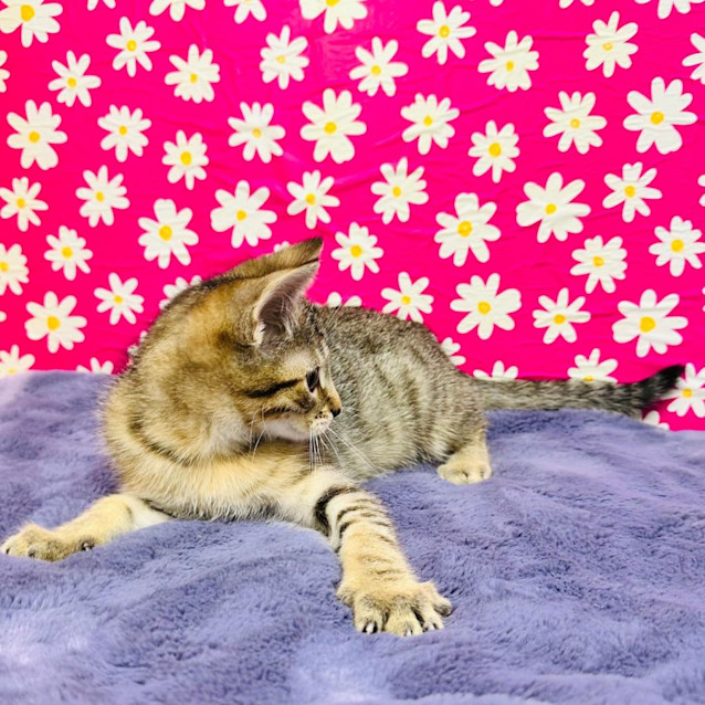 Photo of Dragonfly   Located In Preston