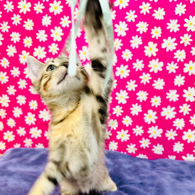 Photo of Dragonfly   Located In Preston