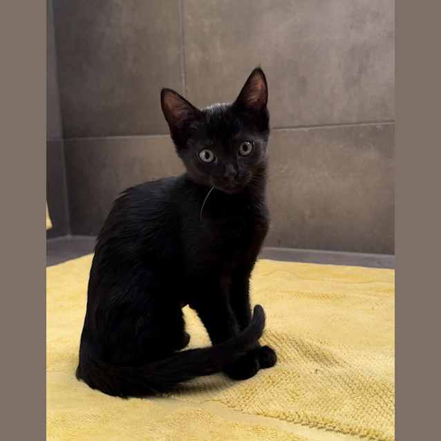 Photo of Sage Whisker