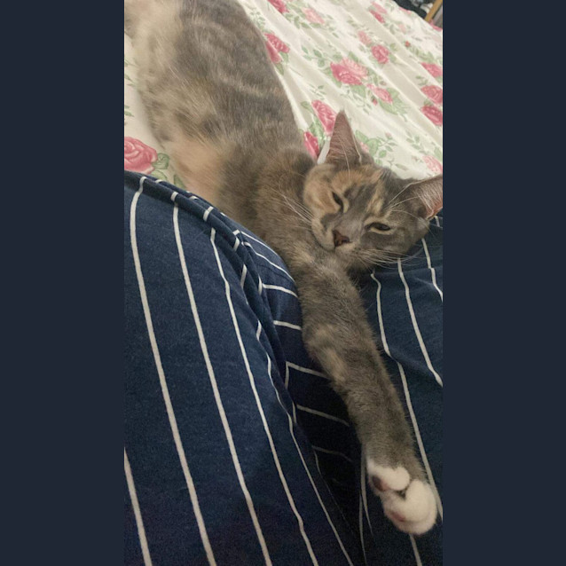 Photo of 🌼 Daisy 🌼