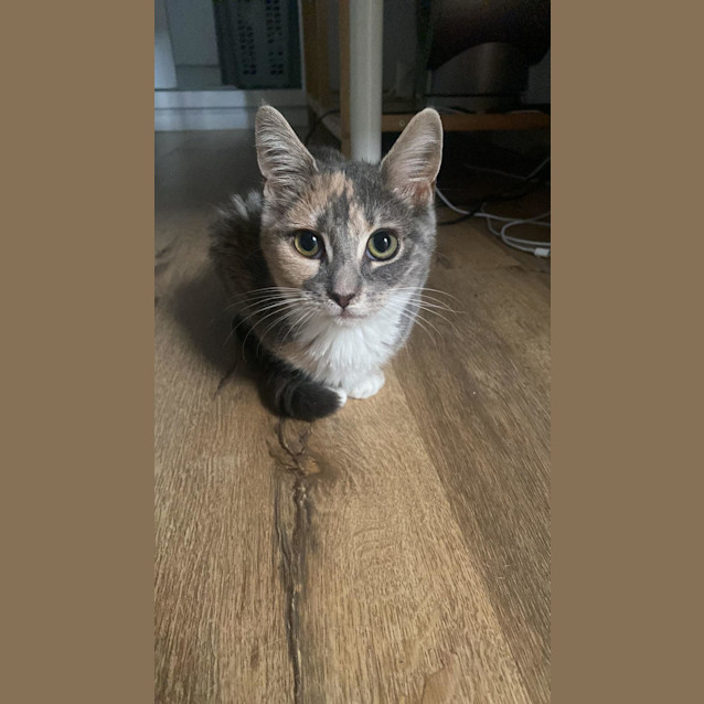 Photo of 🌼 Daisy 🌼