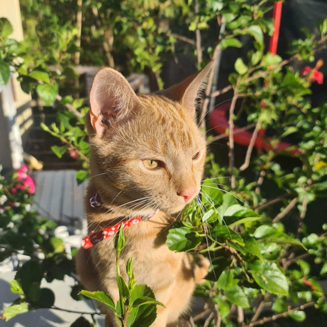 Photo of Rusty