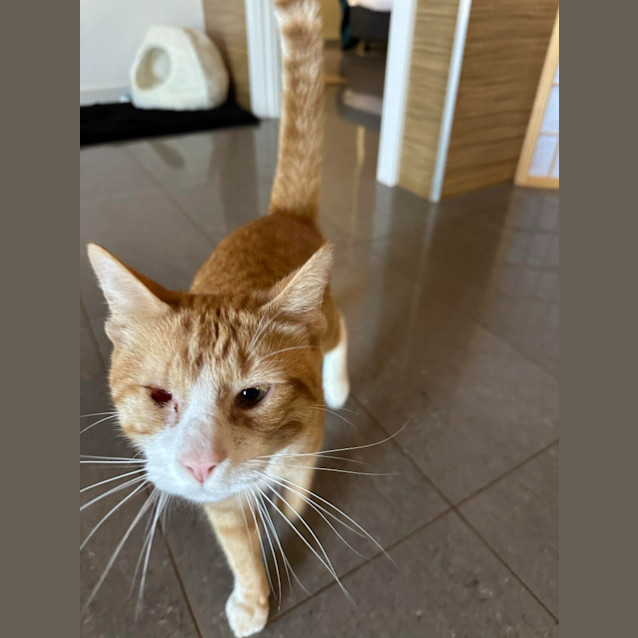 Photo of Captain Morgan