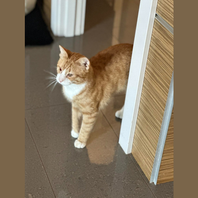 Photo of Captain Morgan