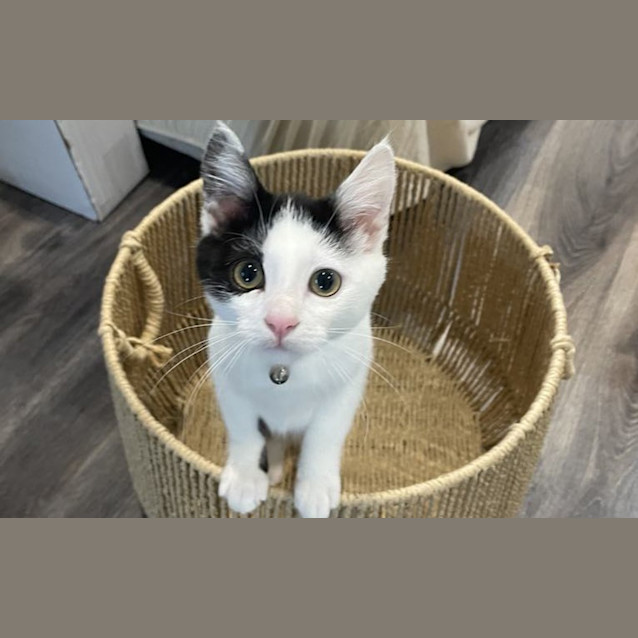 Photo of Meeko