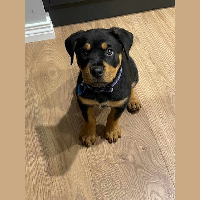 Photo of Maisey