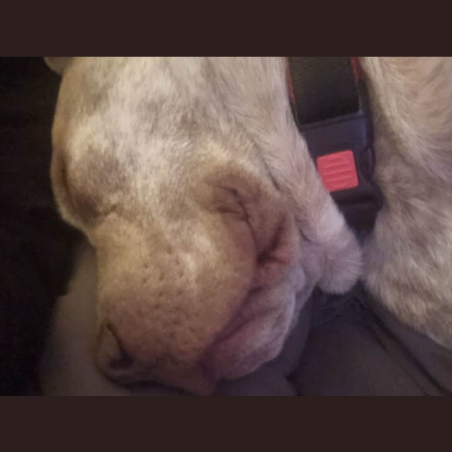 Photo of Sirocco
