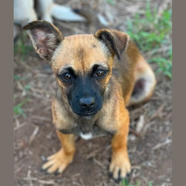 Photo of Norah, Ivy And Frankie