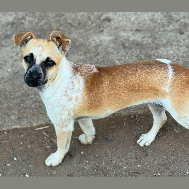 Photo of Norah, Ivy And Frankie