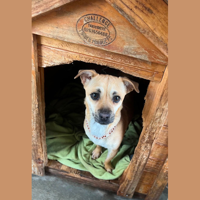 Photo of Norah, Ivy And Frankie