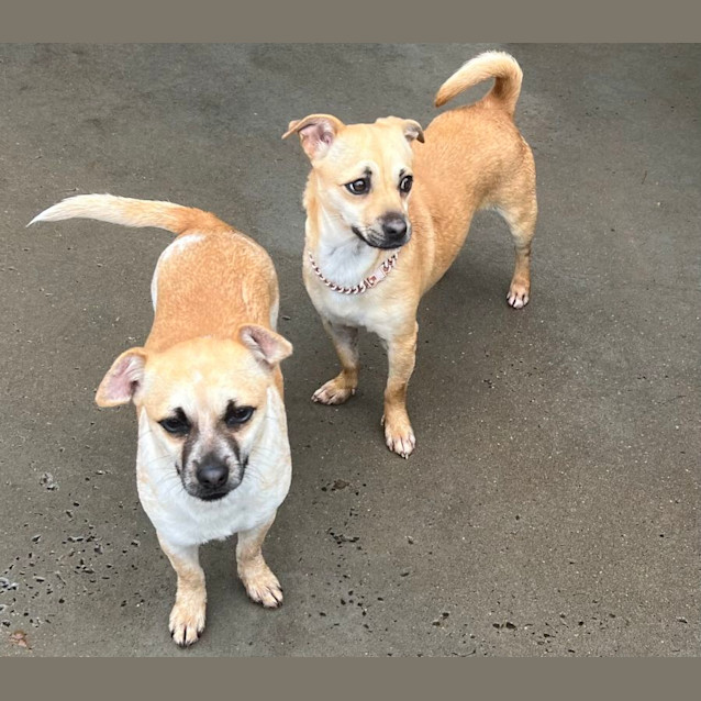 Photo of Norah, Ivy And Frankie
