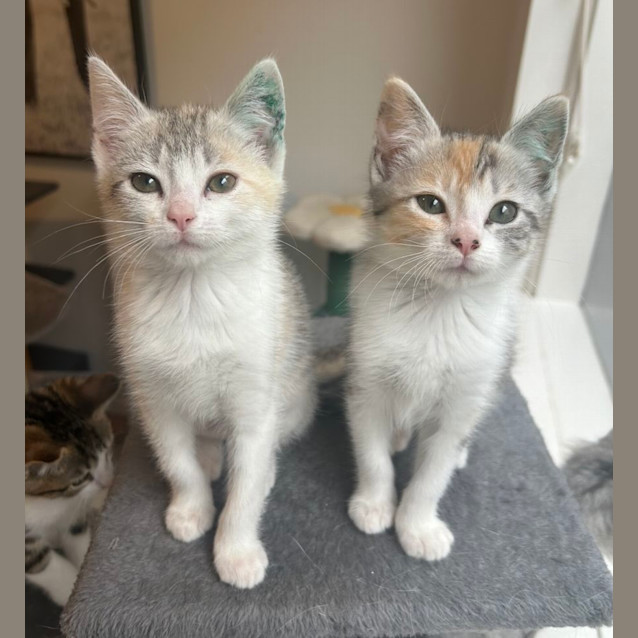 Photo of 🩷Charlotte & Charm 🩷