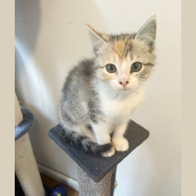 Photo of 🩷Charlotte & Charm 🩷