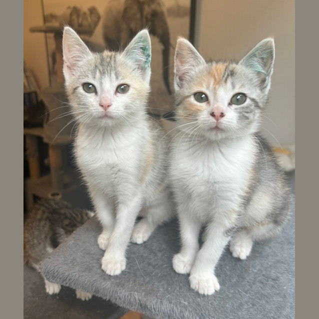 Photo of 🩷Charlotte & Charm 🩷