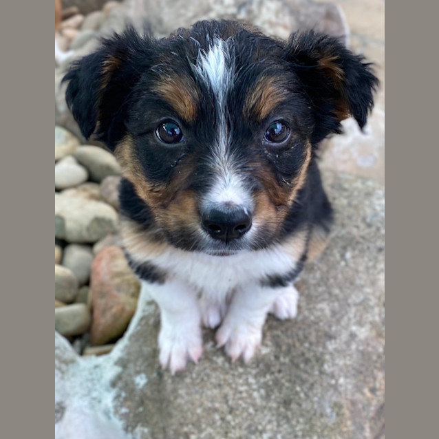 Photo of Juno