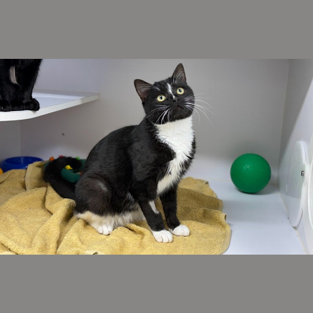 Photo of Merlin