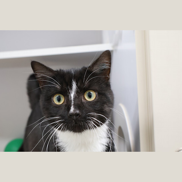Photo of Merlin