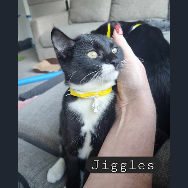 Photo of Jiggles