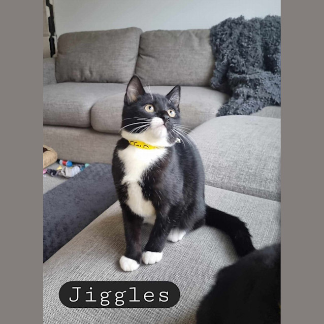 Photo of Jiggles