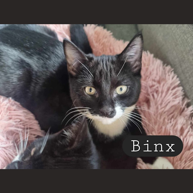 Photo of Binx