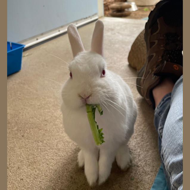 Photo of Princess Bubblegum