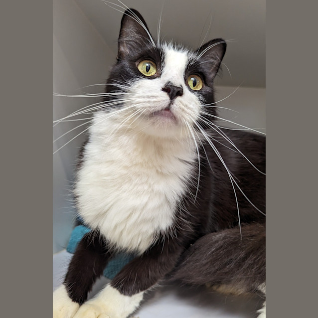 Photo of Arlo