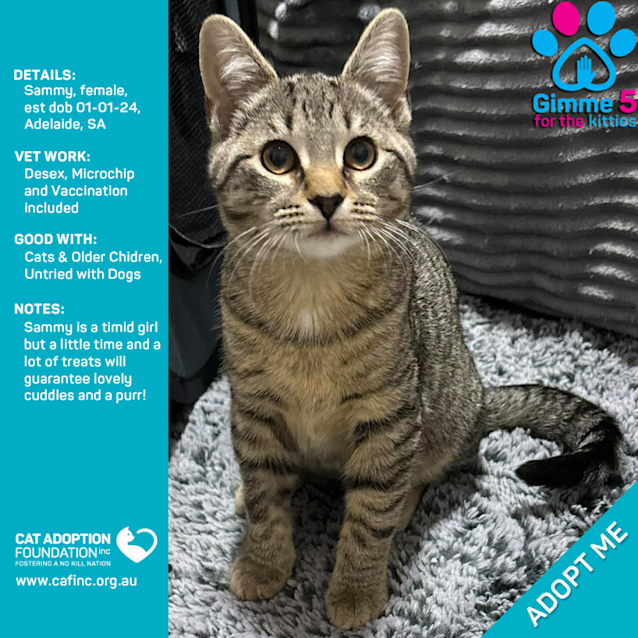 Photo of Sammy Just $50 Limited Time!