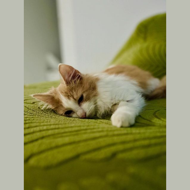 Photo of Jar Jar Binks