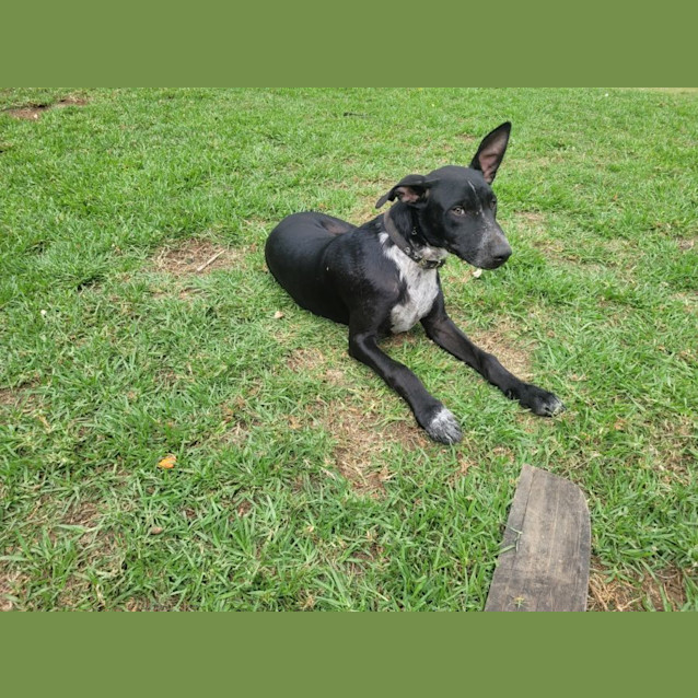 Photo of Blueberry *$250 Adoption Fee*