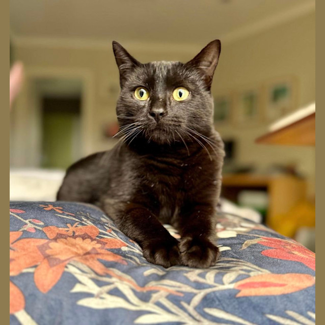 Photo of 🖤 Toothless 🖤 